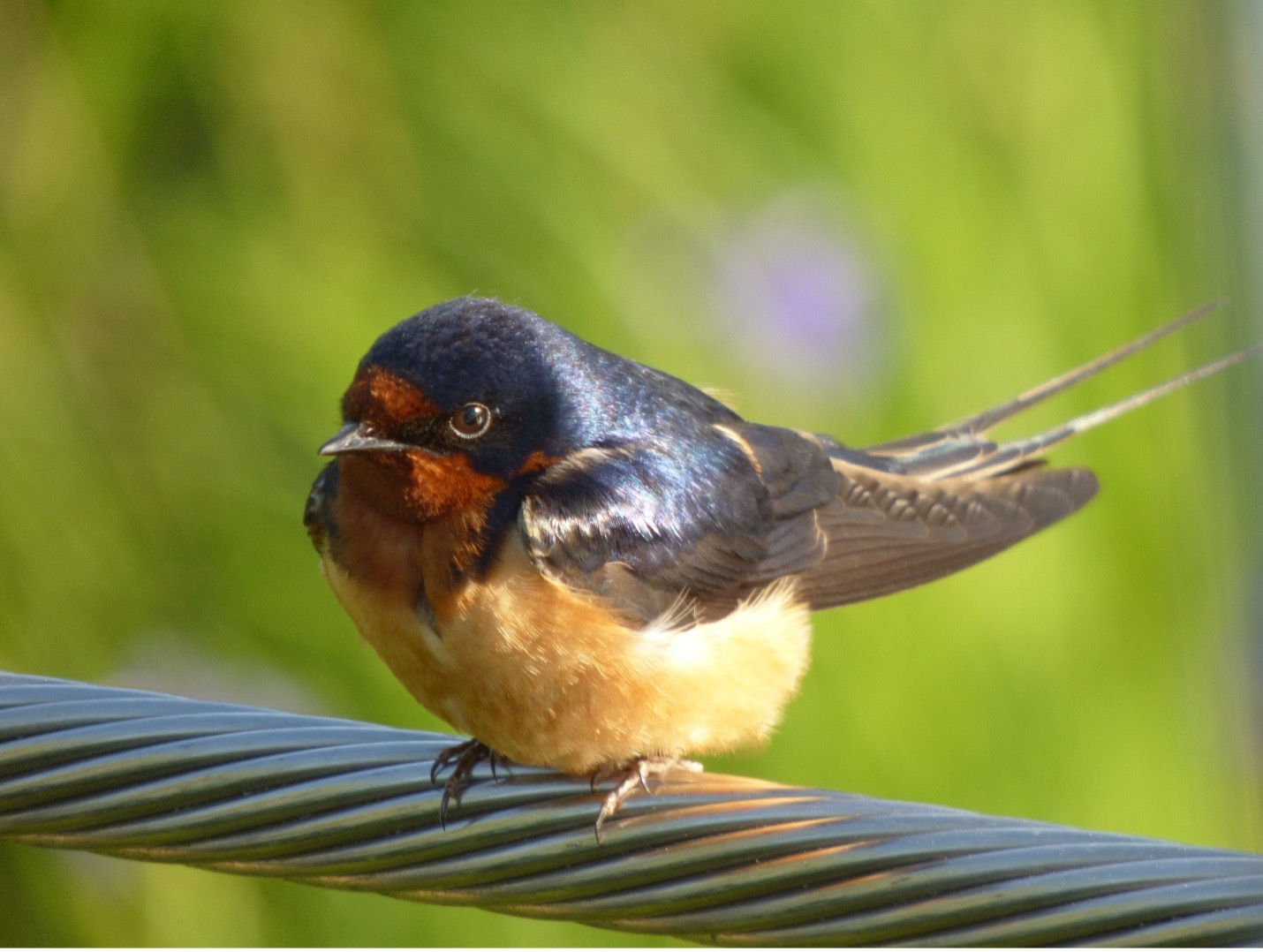 Barn Swallow