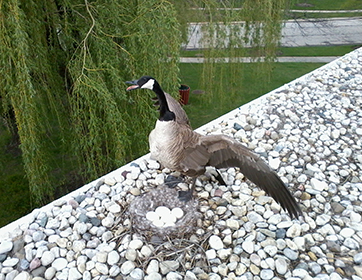 Geese Pest Bird Consulting