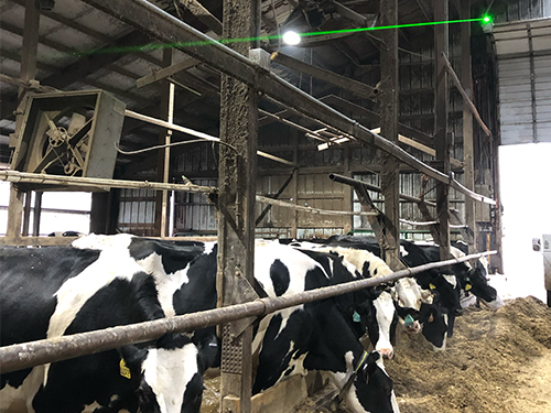 Bird control laser at a dairy farm