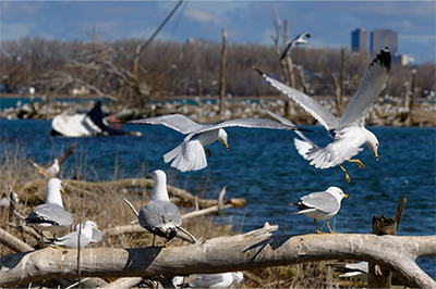 Nesting gulls