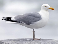 Herring gull