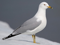 Ring-billed gull