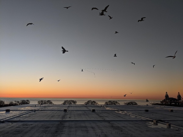 Birds over a rooftop during sunset